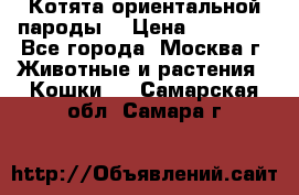 Котята ориентальной пароды  › Цена ­ 12 000 - Все города, Москва г. Животные и растения » Кошки   . Самарская обл.,Самара г.